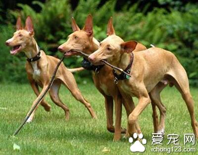 法老王猎犬的特点 动作非常平稳迅速