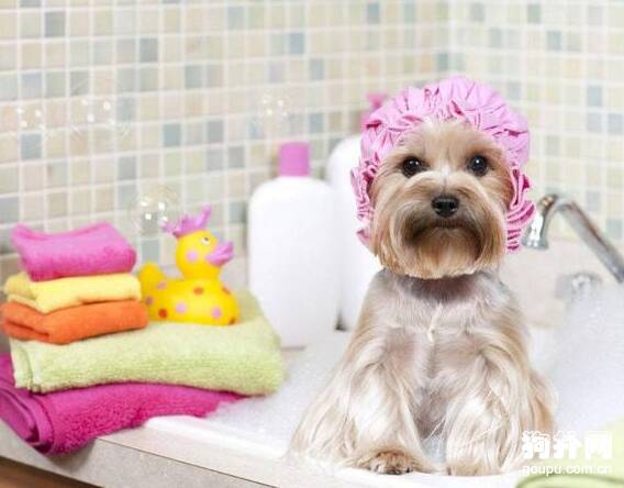 婴儿使用的强生沐浴露可以给狗狗使用吗?