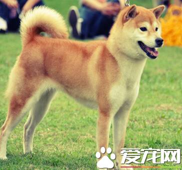 日本柴犬的优点缺点 日本柴犬地域性较强