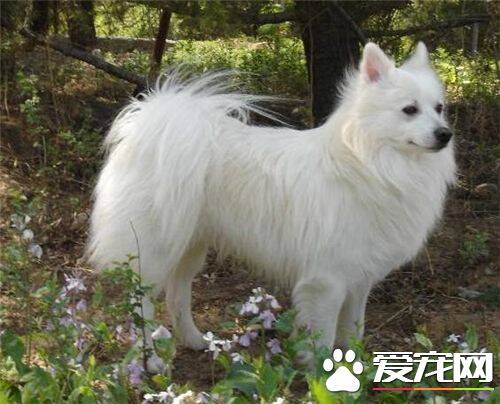 银狐犬几岁脱牙 出生后3—5周小狗长牙