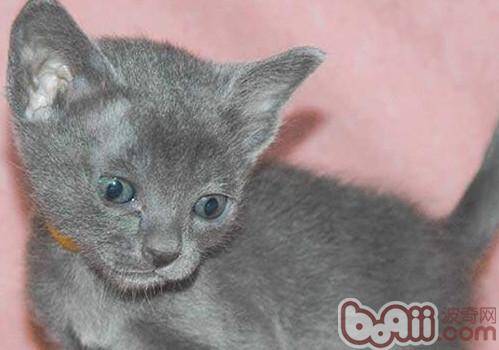 科拉特猫的品种简介