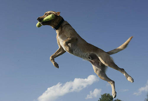 训练狗狗“空中接食”的四大步骤