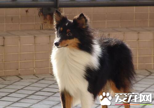 喜乐蒂牧羊犬的性格 聪明伶俐智商高活泼好动