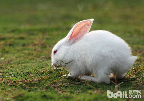 哪些错误行为容易导致兔子死亡