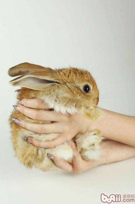 你知道怎样给兔兔做清洁吗？