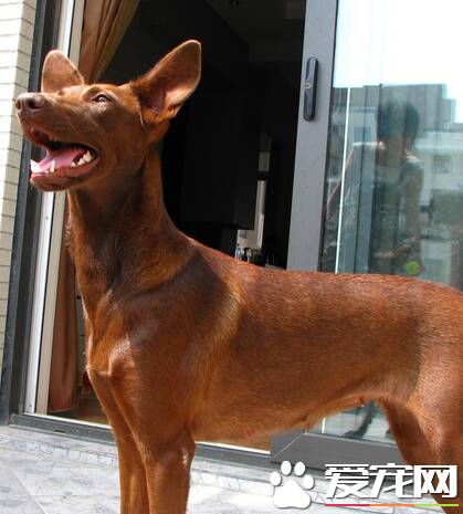 法老王猎犬掉毛程度 掉毛程度几乎没有