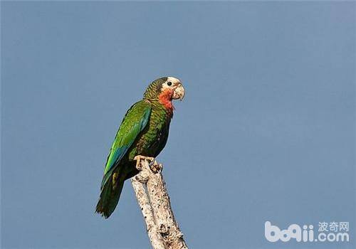 古巴亚马逊鹦鹉的品种简介