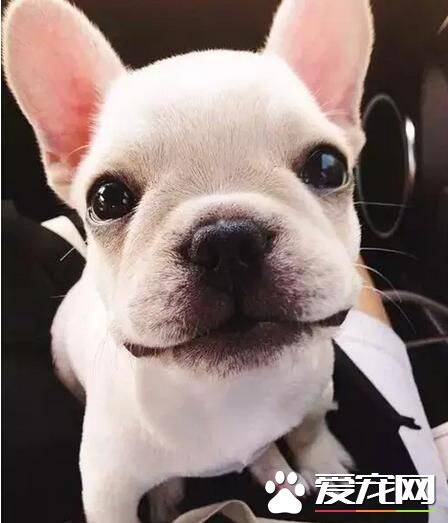 法国斗牛犬有毛吗 法国斗牛犬是有毛发的