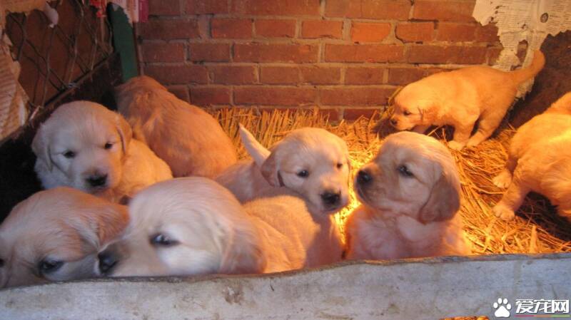 金毛寻回犬繁殖季节 每年春季3到4月