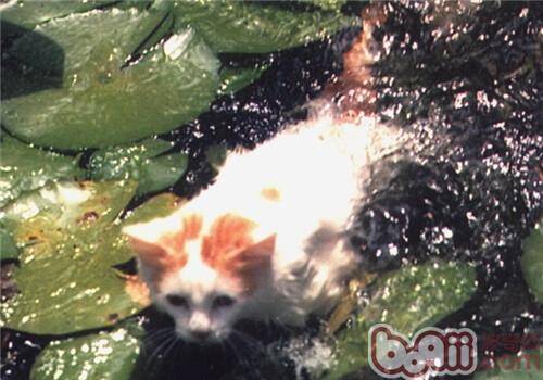 爱游泳的猫——土耳其梵科迪斯猫简介