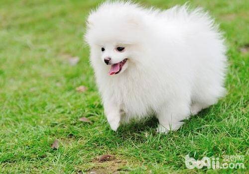 博美犬日常16种基本训练科目,博美犬得犬瘟怎么办