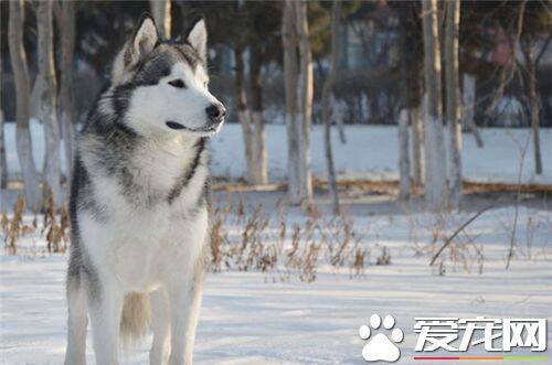 短毛阿拉斯加雪橇犬大小 雄性体重在85磅