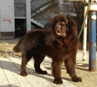 纽芬兰犬能长多大 该犬的体型很庞大