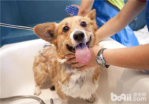 狗狗用的沐浴露应该如何选择