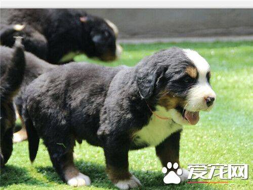 伯恩山犬上下楼可以吗 狗狗会自行上下楼梯