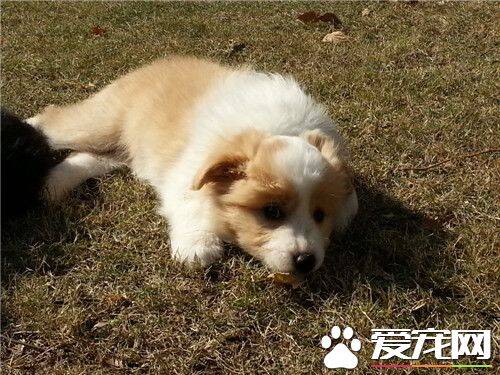 边境牧羊犬多大才会听话 一般7到8个月左右