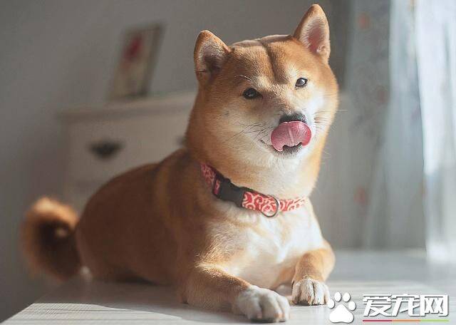 柴犬嘴巴黑 柴犬嘴巴黑是什么原因