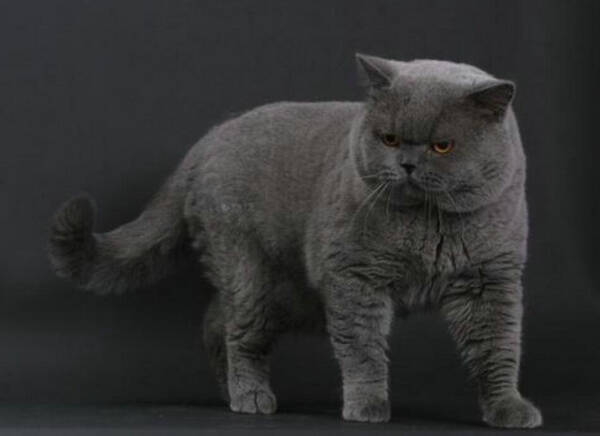 蓝猫为什么有眼泪