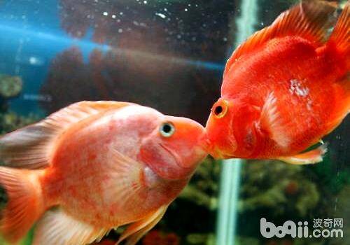 接吻鱼吃什么，接吻鱼喂养方式