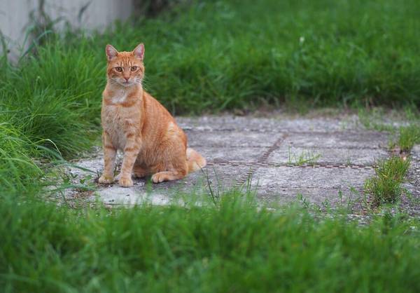 给猫洗澡什么温度最好