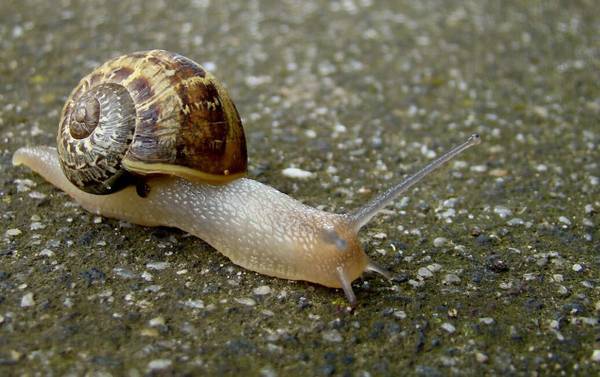 水蜗牛吃什么