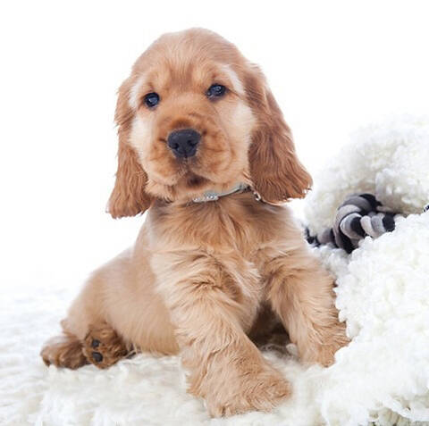 训练狗狗怎么对它说不行,狗狗节后综合症之惊吓紧张