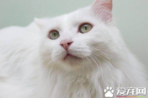 宠物猫寄养价格 不同地区价格不一样