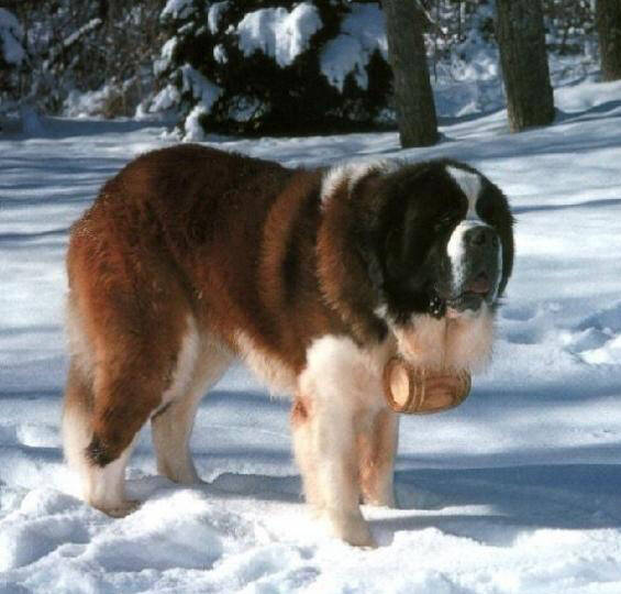 圣伯纳犬的训练方法-  怎样训练圣伯纳犬