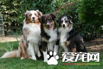 成年澳洲牧羊犬喂多少 不要给澳洲牧羊犬喝牛奶