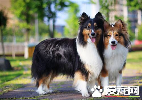 喜乐蒂牧羊犬怎么样 喜乐蒂牧羊犬的优点