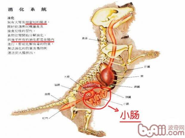 狗狗消化不良的原因及症状