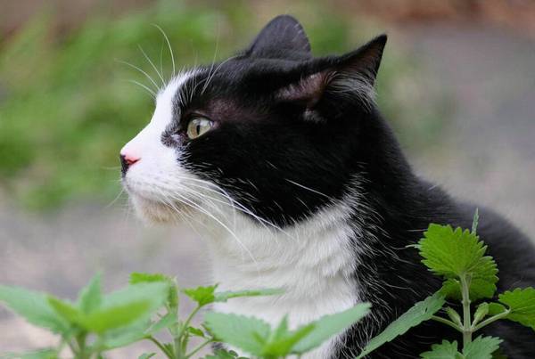 猫要打什么疫苗