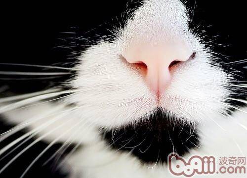 猫咪的嗅觉在日常生活中的作用