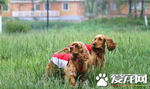 英国可卡犬的饲养 每天为可卡犬梳理毛发