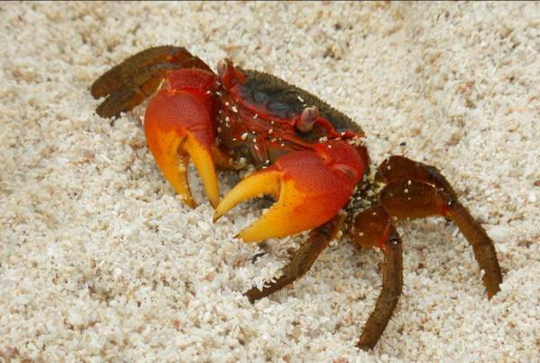 螃蟹是凉性的吗
