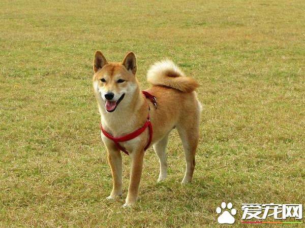 成年柴犬怎么卖 柴犬多少钱一只