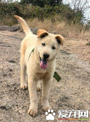 中华田园犬好养吗 中华田园犬的饲养方式