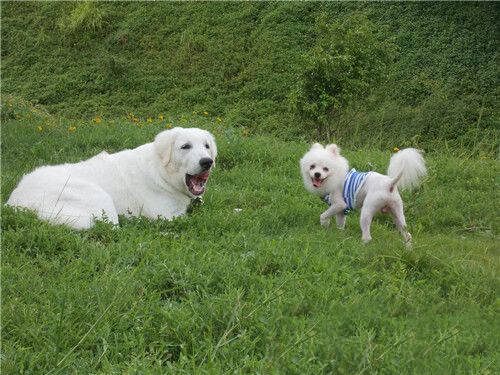 大白熊犬性情温和耐力好,大白熊犬听话吗