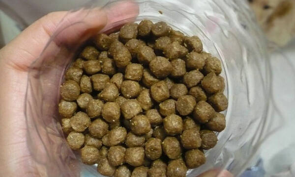 狗粮有营养吗