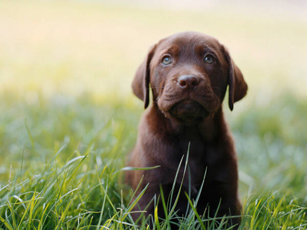 如何训练拉布拉多胆量,拉布拉多日常训练的注意事项