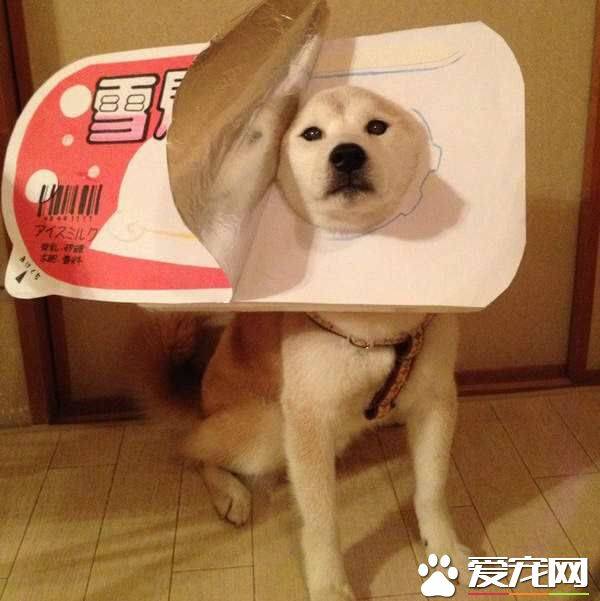 柴犬多少个月定型 一般要在一岁之后