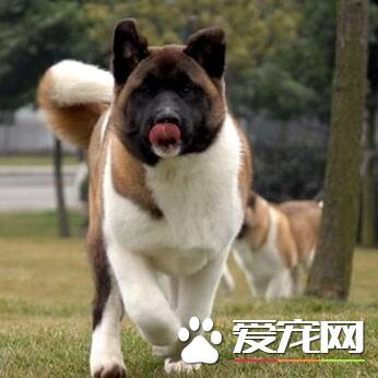 怎么让让秋田犬不乱吃东西,美系秋田犬的优缺点