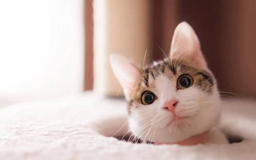猫的肚子为什么不能摸