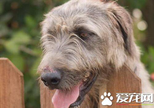 爱尔兰猎狼犬喜欢人吗 是个非常合格的伴侣犬