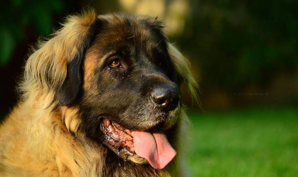 狗髋关节保守治疗