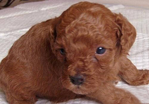 如何训练狗狗翻滚,最受欢迎的狗狗美食