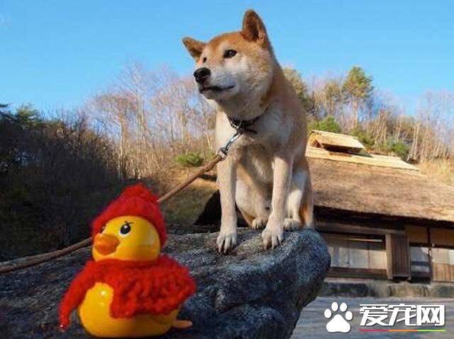 柴犬不认主人怎么办  最简单的方法让柴犬认主