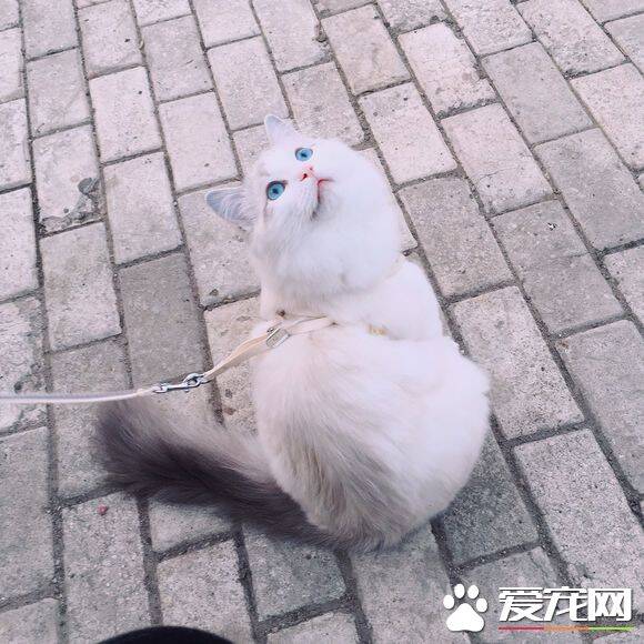 布偶猫尴尬期多久 布偶猫尴尬期是什么意思