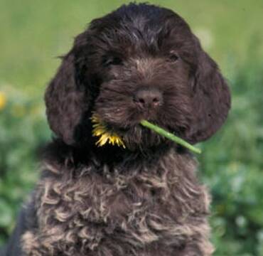 刚毛指示格里芬犬聪明吗 该犬智商较高