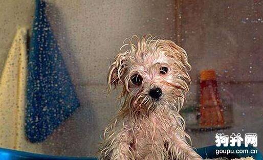 人用沐浴露能给狗狗洗澡吗，当然不能！
